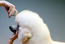 Steuerrecht Kosten Haustiere absetzen Steuer - Foto: Judith Michaelis/dpa-tmn