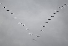 Zugv&ouml;gel - Arne Dedert/dpa