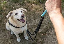 Bei wem bleibt der Hund? - Foto: Christin Klose/dpa-tmn/Illustration