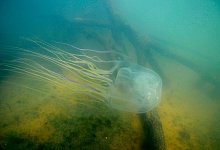 Seewespe - Jamie Seymour/James Cook University/dpa