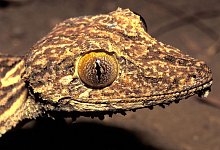 Blattschwanzgecko - J&ouml;rn K&ouml;hler/SNSB-ZSM/dpa