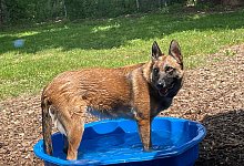 Sasha Malinois - Tierheim Bad Salzuflen