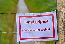 Geflügelpest - 2 - (Symbolbild) dpa/Patrick Pleul