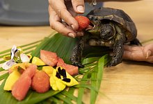 Zum Geburtstag gibt es leckeres Obst. - Salvatore Di Nolfi/KEYSTONE/dpa