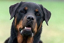 Rottweiler-Angriff - Bernd Thissen/dpa