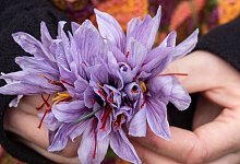 Safranblüten in einer Hand - Andreas Drouve/dpa-tmn