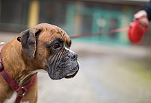 Bulldogge an Leine - Foto: Sebastian Gollnow
