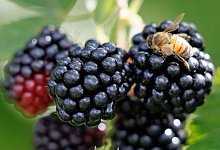 Brombeere - Friso Gentsch/dpa