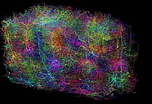 Schaltplan einer Zelle im Mäusegehirn - Clare Gamlin/Allen Institute/dpa