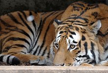 Vogelgrippe bei Tigern - Ronald Wittek/dpa