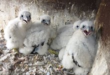 Wanderfalken-Nachwuchs - Thorsten Thomas/Arbeitsgemeinschaft Wanderfalkenschutz NRW/dpa