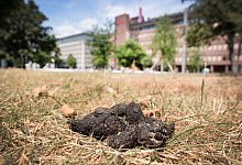 Hundekot liegt auf einer Gr&uuml;nfl&auml;che in einer Innenstadt. - Martin Gerten/dpa/Symbolbild