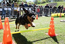 Dackel-Day - Foto: Angelika Warmuth/dpa