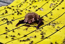 Fransenfledermaus auf Klebefalle - Christian S&ouml;der/LBV Bildarchiv/dpa