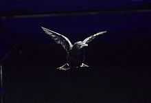 Stare im Windkanal - R&oacute;n&aacute;n Gissler And Siyang Hao/UNC Chapel Hill/dpa