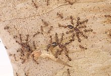 Ameisen - Pat Milligan/University of Wyoming/dpa