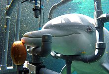 Delfine - Tim H&uuml;ttner/dpa