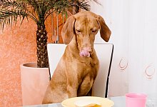 Mahlzeit - Foto: Monique W&uuml;stenhagen/dpa-tmn