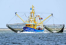 Krabbenkutter - Sina Schuldt/dpa