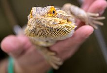 Bartagame - Sven Hoppe/dpa/Archiv