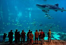 Georgia Aquarium - Foto: Atlanta CVB