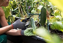 Gurken - Christin Klose/dpa-tmn