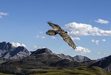 Bartgeier - Foto: Andrea Badrutt/dpa-tmn/dpa