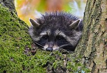 Waschb&auml;r - Foto: Patrick Pleul/dpa-Zentralbild/dpa