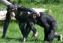 Junge Schimpansen - Peter Endig/dpa-Zentralbild/dpa