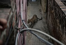 Leopard irrt in Wohngebiet umher - -/AP/dpa