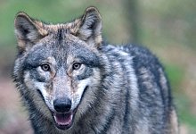 Wolf - Boris Roessler/dpa