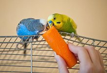 Karotte f&uuml;r die V&ouml;gel - Foto: Andrea Warnecke/dpa-tmn