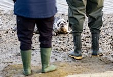 Seehundstation wildert die ersten Kegelrobben der Saison aus - Axel Heimken/dpa