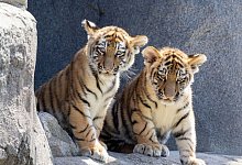 Tigerbabys erstmals im Au&szlig;engehege - Thomas Banneyer/dpa