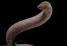 Gr&ouml;&szlig;tes bekanntes Tiergenom entschl&uuml;sselt - Katherine Seghers/Louisiana State Universit&auml;t/dpa