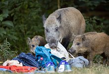 Allabendlich zieht eine Bache mit ihren beiden Frischlingen rund um den Teufelssee im Grunewald. - Ingolf K&ouml;nig-Jablonski/dpa