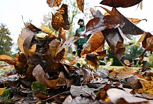Herbstlaub - picture alliance/dpa