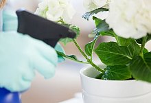 Eine Zimmerpflanze wird mit einer Spr&uuml;hflasche bespr&uuml;ht - Christin Klose/dpa-tmn