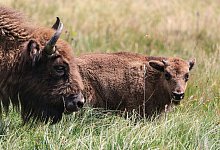 Wisente-Artenschutzprojekt - Oliver Berg/dpa