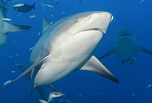 Bullenhaie in Australien - Duncan Heuer/Aussie Bubbles/dpa