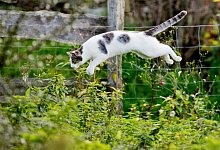 Katze springt im Garten in ein Gebüsch - Julian Stratenschulte/dpa/dpa-tmn