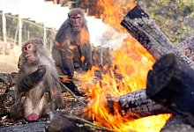Affen w&auml;rmen sich am Lagerfeuer - Foto: --/kyodo/dpa