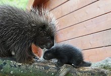 Erstmals Nachwuchs bei den Baumstachlern im Klever Tiergarten - -/Tiergarten Kleve/dpa