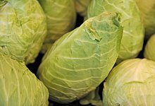 Spitzkraut - Foto: Marc M&uuml;ller