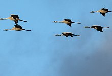 Kraniche - Sina Schuldt/dpa