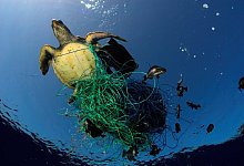Schildkr&ouml;te im Fischernetz - Foto: Marco Care/Greenpeace/dpa