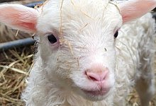 schaf01 - 1 - David Schellenberg