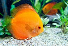 Diskusfische m&ouml;gen Schatten - Foto: Andrea Warnecke/dpa-tmn