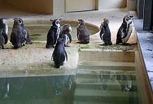 Pinguine - Bernd W&uuml;stneck/dpa