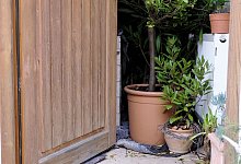 Kübelpflanzen im Winterquartier - Zacharie Scheurer/dpa-tmn